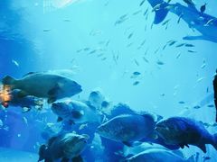 -成都浩海立方海洋公园