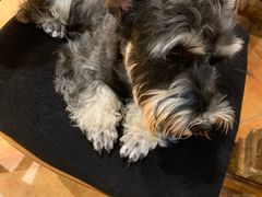 -more than meow吴止猫主题餐厅(承德 中船汇店)