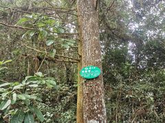 -江西阳明山国家森林公园