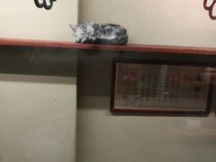 -猫咪博物馆(顶澳仔猫街店)