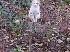 -银湖山郊野公园-相思林