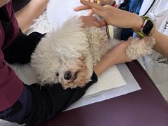 -美联众合动物医院·24h转诊中心