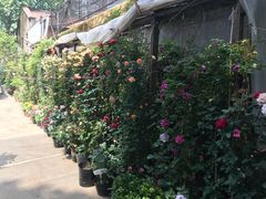 -金陵花卉交易市场