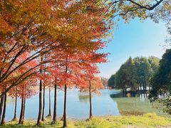 -贡湖湾湿地公园
