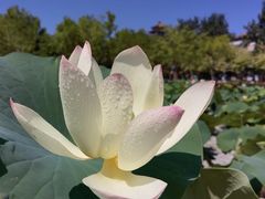 -莲花池公园