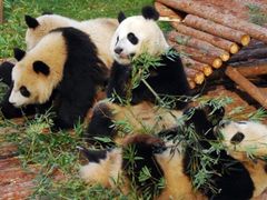 -西霞口神雕山野生动物世界