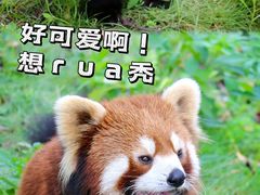 -灵玲国际马戏城