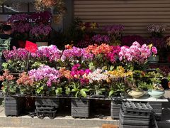 -溪岸路花鸟市场