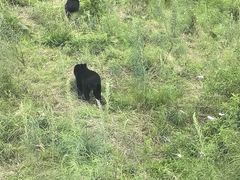 -黑瞎子岛探秘野熊园