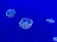 -芜湖新华联大白鲸海洋公园