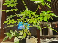 -御花园酒店(希尔顿店)