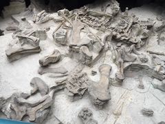 iphone_upload_pic-自贡恐龙博物馆