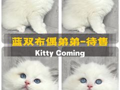 -小猫来了·猫舍(红山六九七九店)