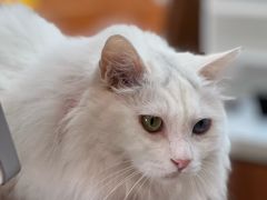 -有猫主题·治愈系猫咖(曾厝垵店)