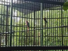 -广东茂名森林公园