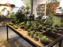 -植觉