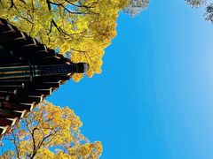 -香山公园