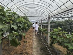 -马陆小张葡萄园农家乐