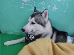 -Husky Go! 哈士奇体验馆·宠物咖啡厅狗咖