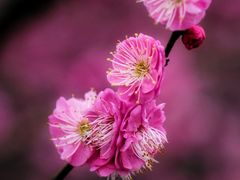 -花开海上生态园