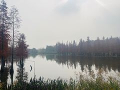 -白鹭湾湿地公园