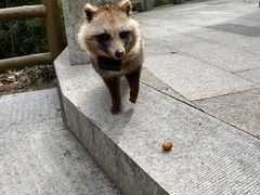 -上海佘山国家森林公园天马山园