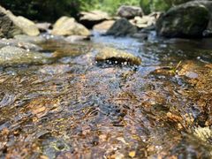 -马峦山郊野公园