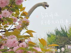-盛世牡丹苑生态文化旅游区