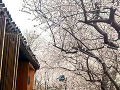 -春风习习