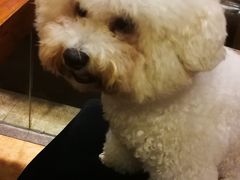 -more than meow吴止猫主题餐厅(承德 中船汇店)