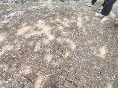 -洛阳市隋唐城遗址植物园
