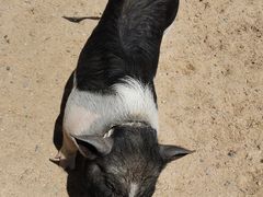 -前小桔亲子创意农场·草莓采摘·露营烧烤