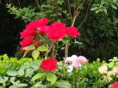 -元大都城垣遗址公园