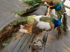 -西双版纳原始森林公园