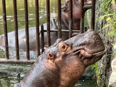 -海南热带野生动植物园