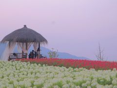 -径山花海