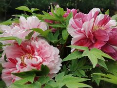 -莲花池公园