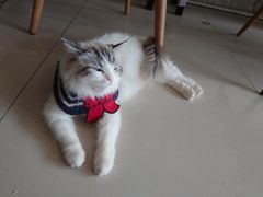 -平行世界·猫咖(首经贸店)
