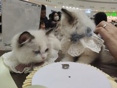 -仲盛世界商城