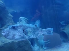 -芜湖新华联大白鲸海洋公园