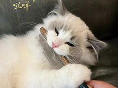 -客栈猫舍(中央北路店)