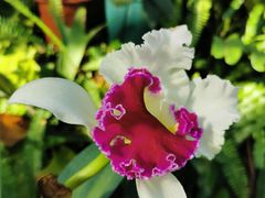 -国家植物园南园