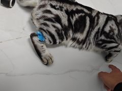 -纳吉亚猫专科动物诊疗中心(蒋宅口分院)