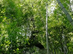 -祁门牯牛降观音堂风景区