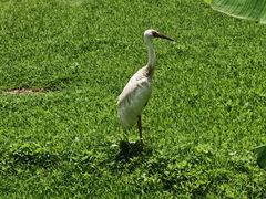 -泉州海丝野生动物世界