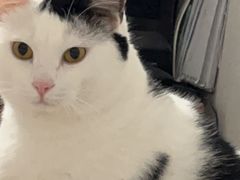 -宠颐生猫科·内科皮肤科(西平世纪城店)