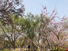 -桃花堤公园