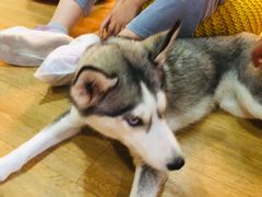 -Husky Go! 哈士奇体验馆·宠物咖啡厅狗咖