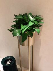 -薇兰专业脱毛连锁机构