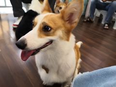 -柯斗斗主题餐厅·狗咖·围炉煮茶·茶饮(国瑞升平里店)